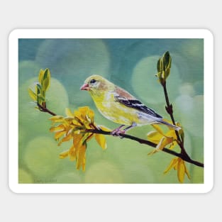 American Goldfinch and Forsythia painting Sticker